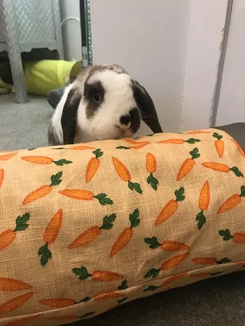 Carrot Fabric Tunnel